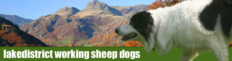 Lake District Working Sheep Dogs
